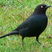 Brewer's Blackbird